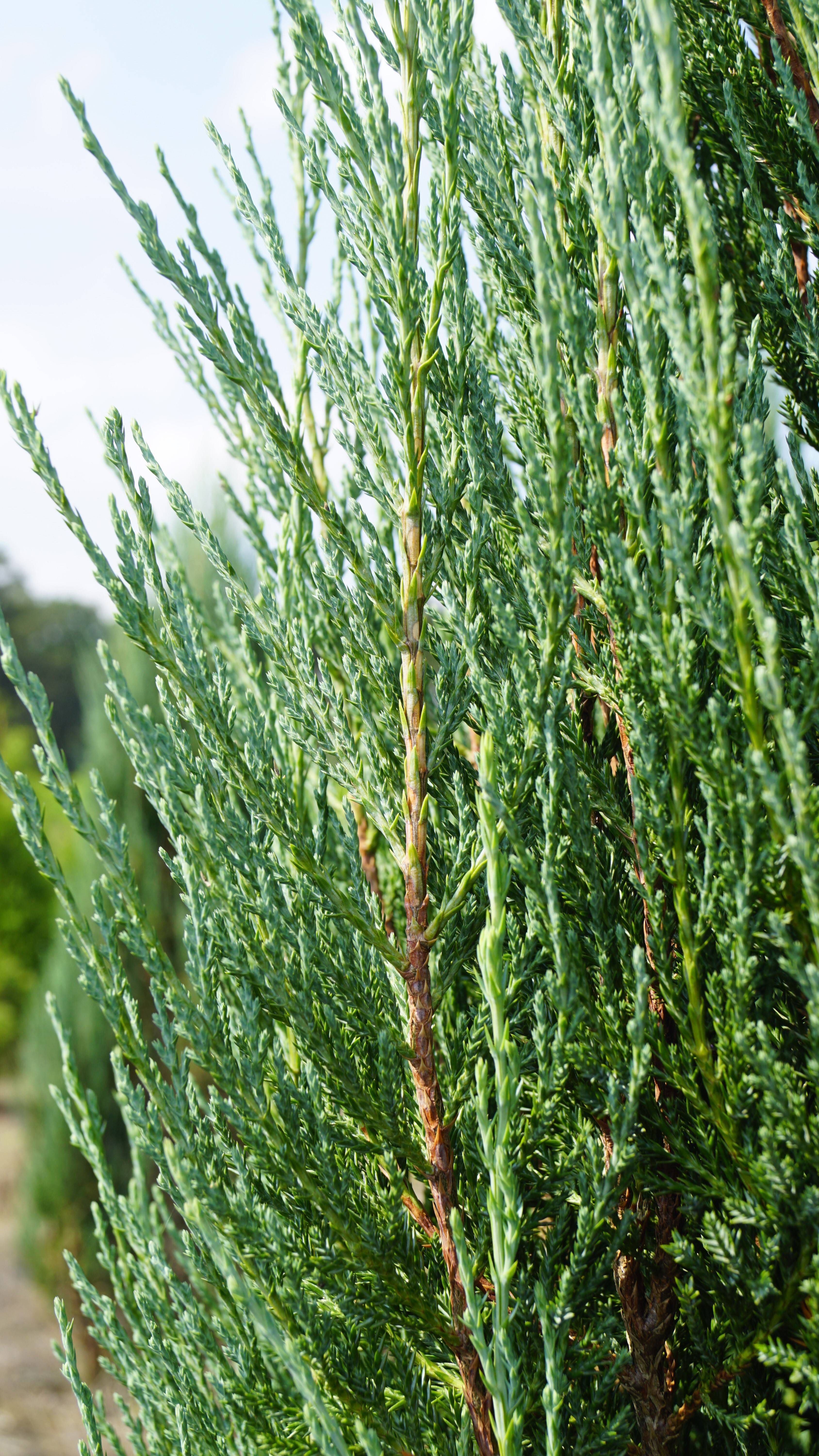 Juniperus scopulorum 'Blue Arrow' (2)